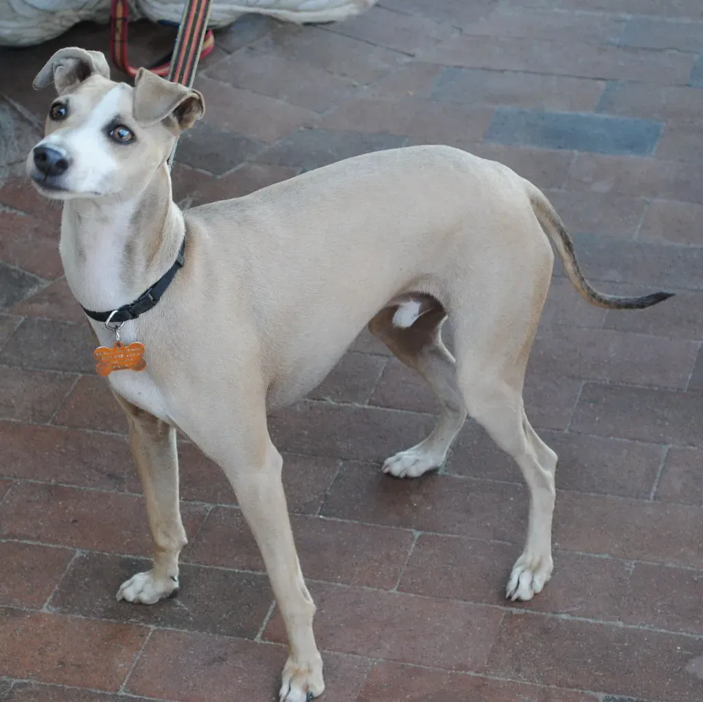 Greyhound: The Unexpected Retiree's Best Friend (Deidre Woollard, Flickr, CC BY 2.0)