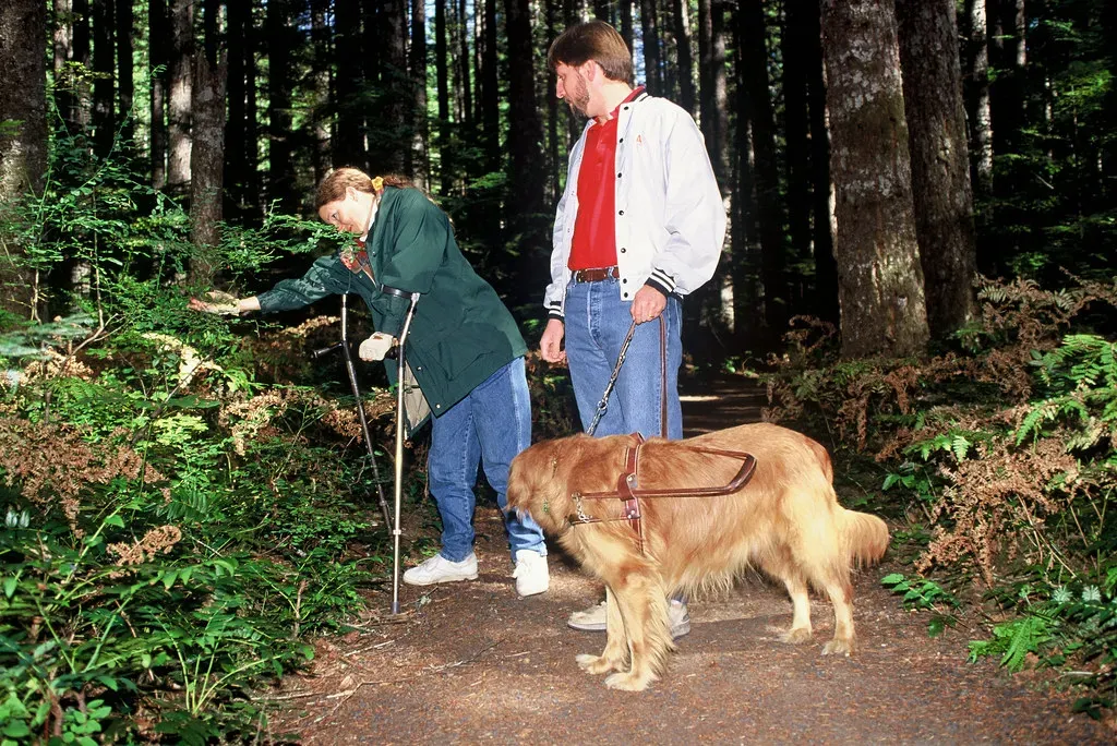The Day They Can't Make It Through a Walk (Image Credits: Flickr)