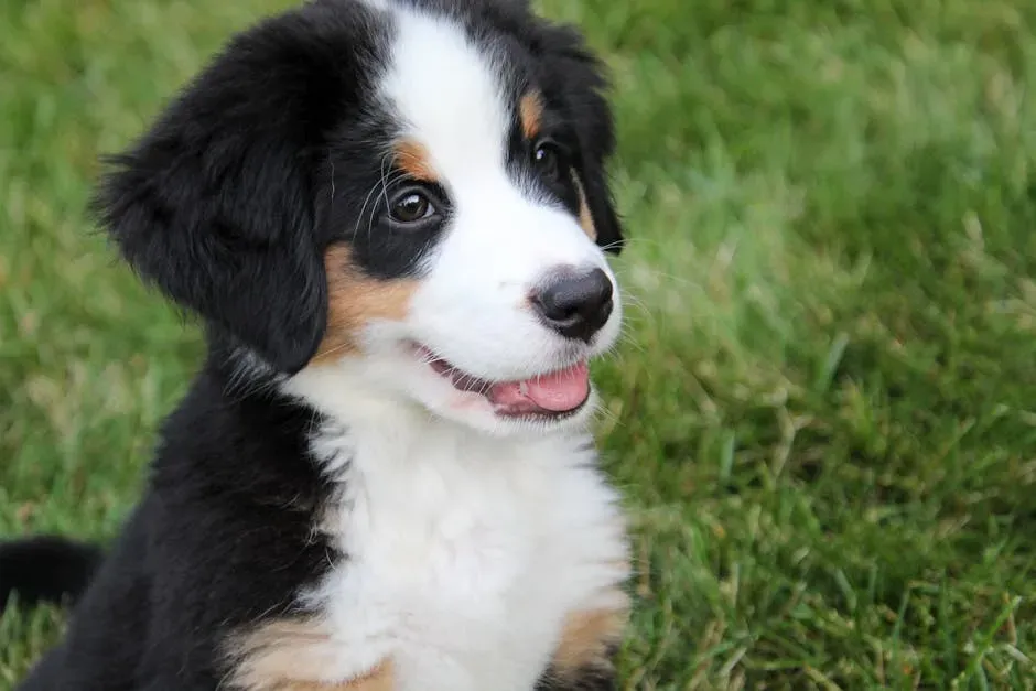 4. Bernese Mountain Dog: The Fluffy Couch Companion with a Heart of Gold (Image Credits: Pexels)