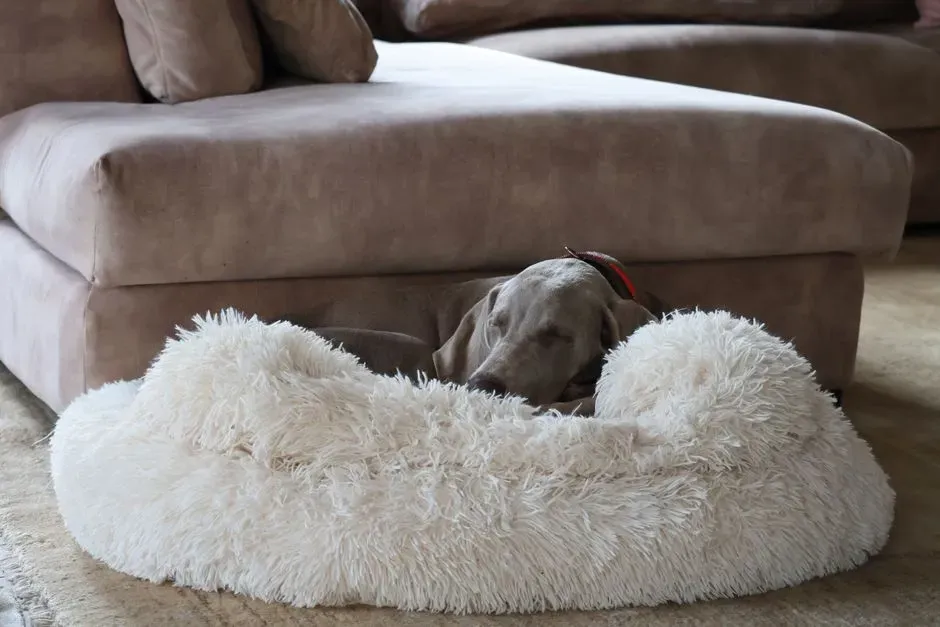 #6 - The First Bed, Blanket, or Floor They Were Allowed to Claim (Image Credits: Pexels)