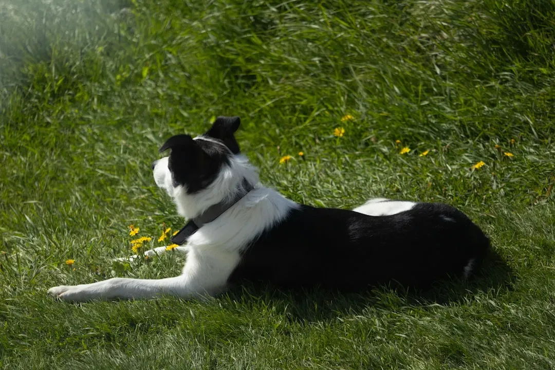 Conveniently Forgetting Commands They Know Perfectly Well (Image Credits: Unsplash)