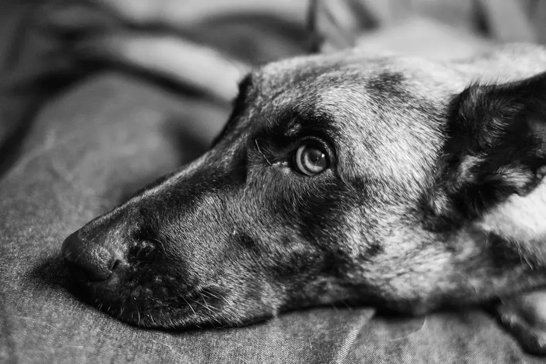 Conclusion: Affection, Assumptions, and Actually Listening (Image Credits: Unsplash)