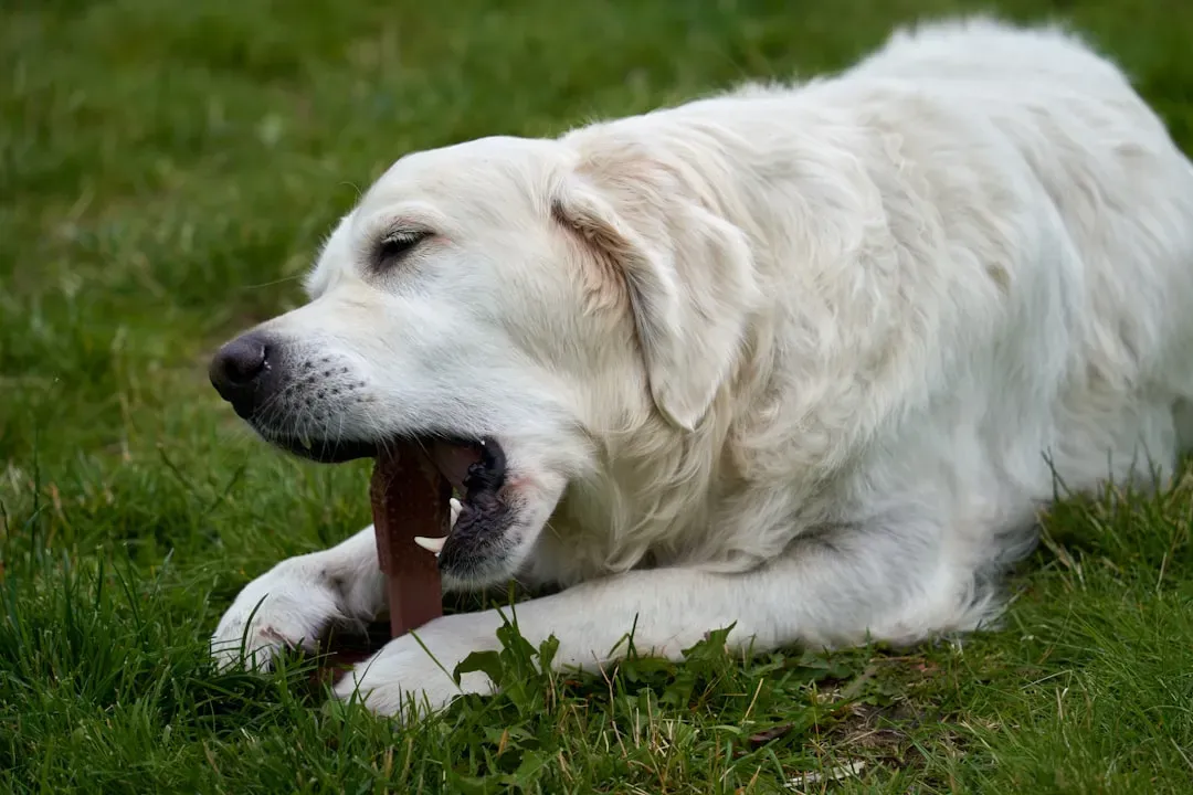 Labrador Retriever: The Lovable Chewer (Image Credits: Unsplash)