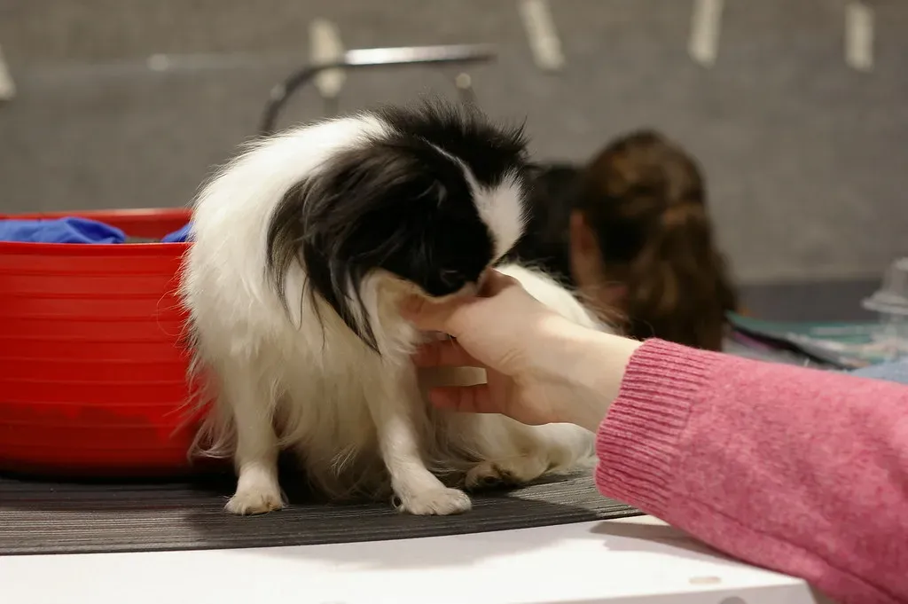 The Slow, Gentle Lick That Carries a Lifetime of Devotion (uberculture, Flickr, CC BY 2.0)