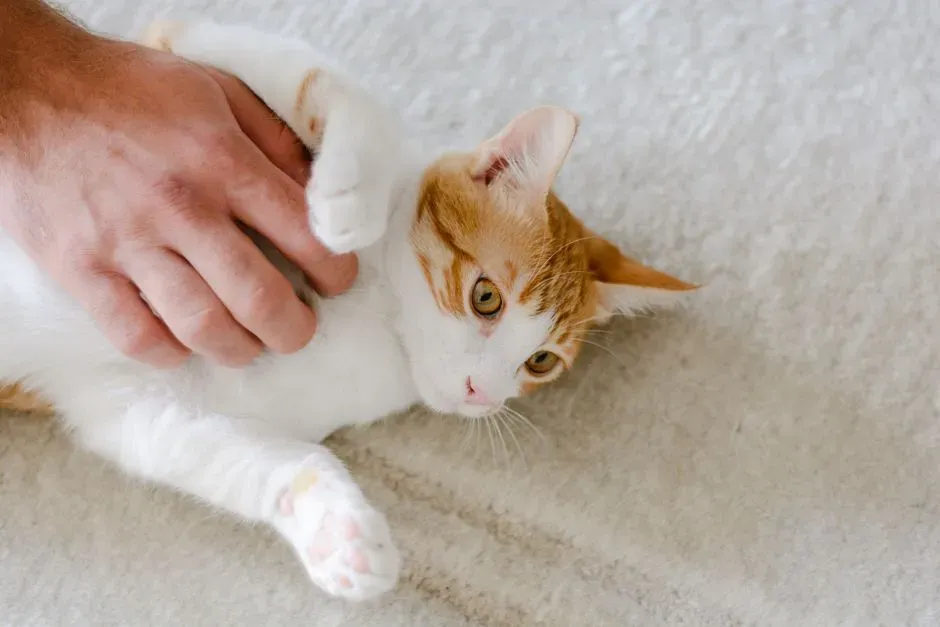 3. Playtime Evolves from Wild Zoomies to Gentle Rituals (Image Credits: Pexels)