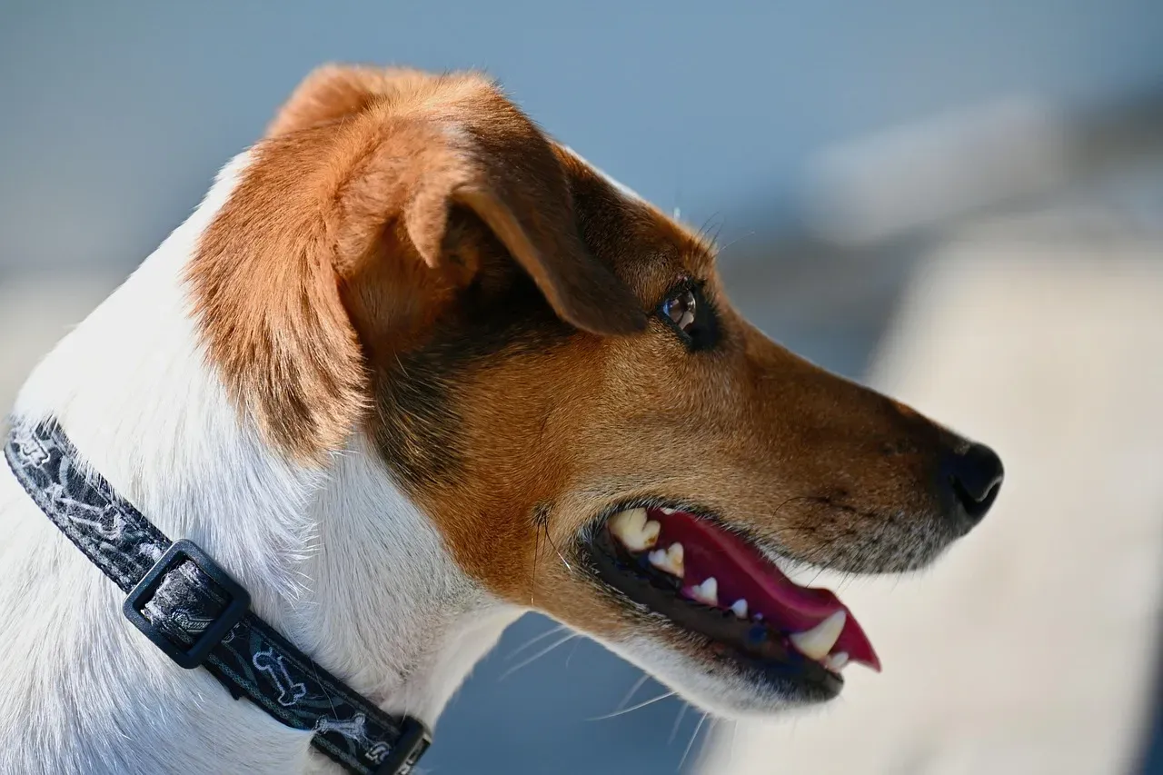 7. Jack Russell Terrier: Small Dog, Volcanic Energy (Image Credits: Pixabay)