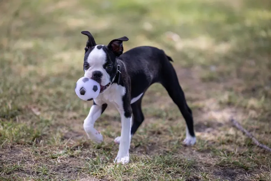 Boston Terrier (Image Credits: Pexels)