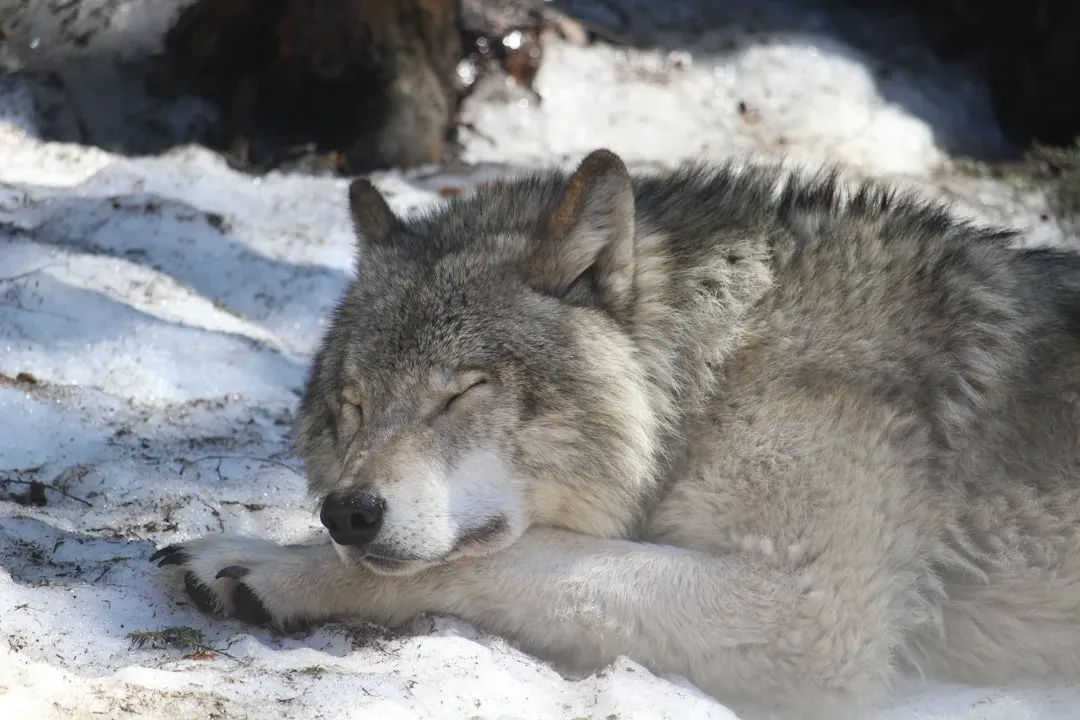 Pack Instincts: How Wolves And Wild Dogs Sleep Together (Image Credits: Unsplash)