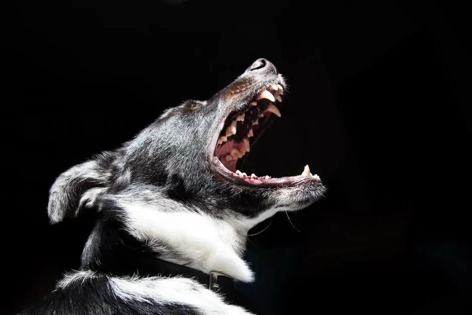 Growling Without an Obvious Target (Image Credits: Pexels)