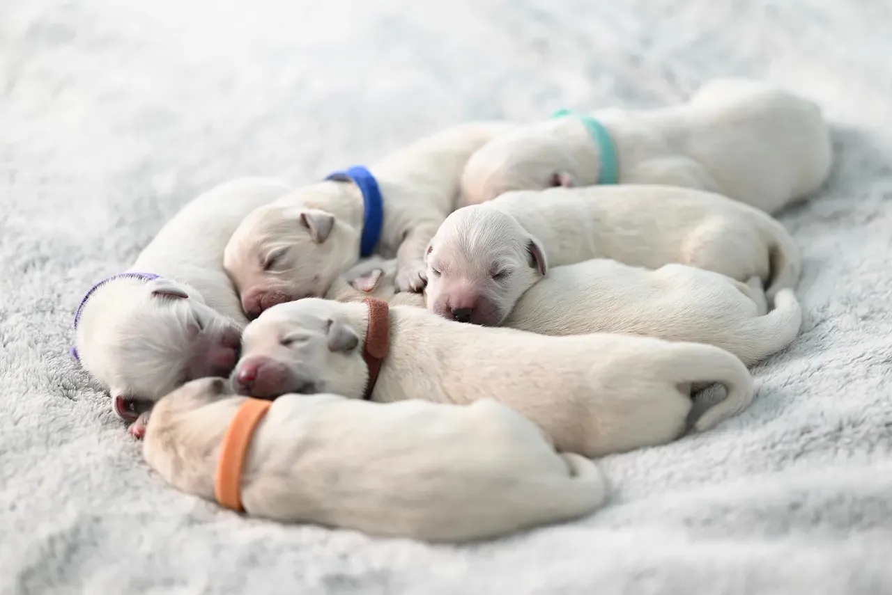 The Verdict: Your Dog Never Fully Left the Wild (Image Credits: Pixabay)