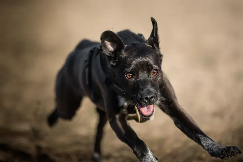 3. High-Energy, “Hyper” Dogs Are Often Under-Stimulated, Not Broken (Image Credits: Pexels)