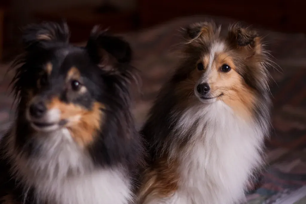 The Attention Trap: When Ignoring Feels Impossible (Image Credits: Flickr)