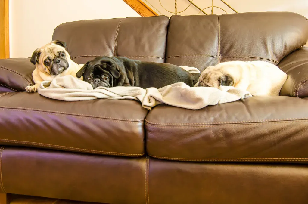 Pug: The Charming Couch Potato (Image Credits: Flickr)