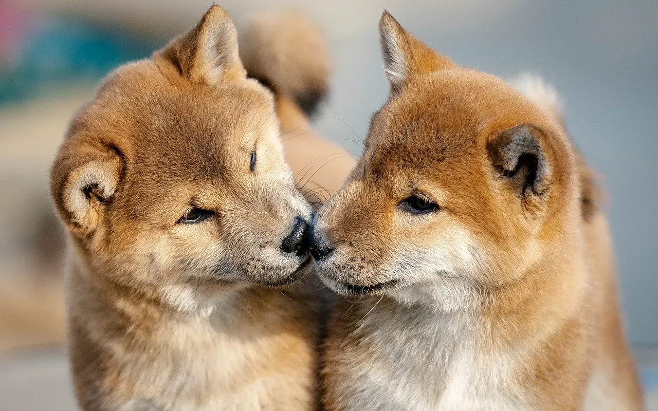 A Nose Built Like a Precision Machine (Image Credits: Pixabay)