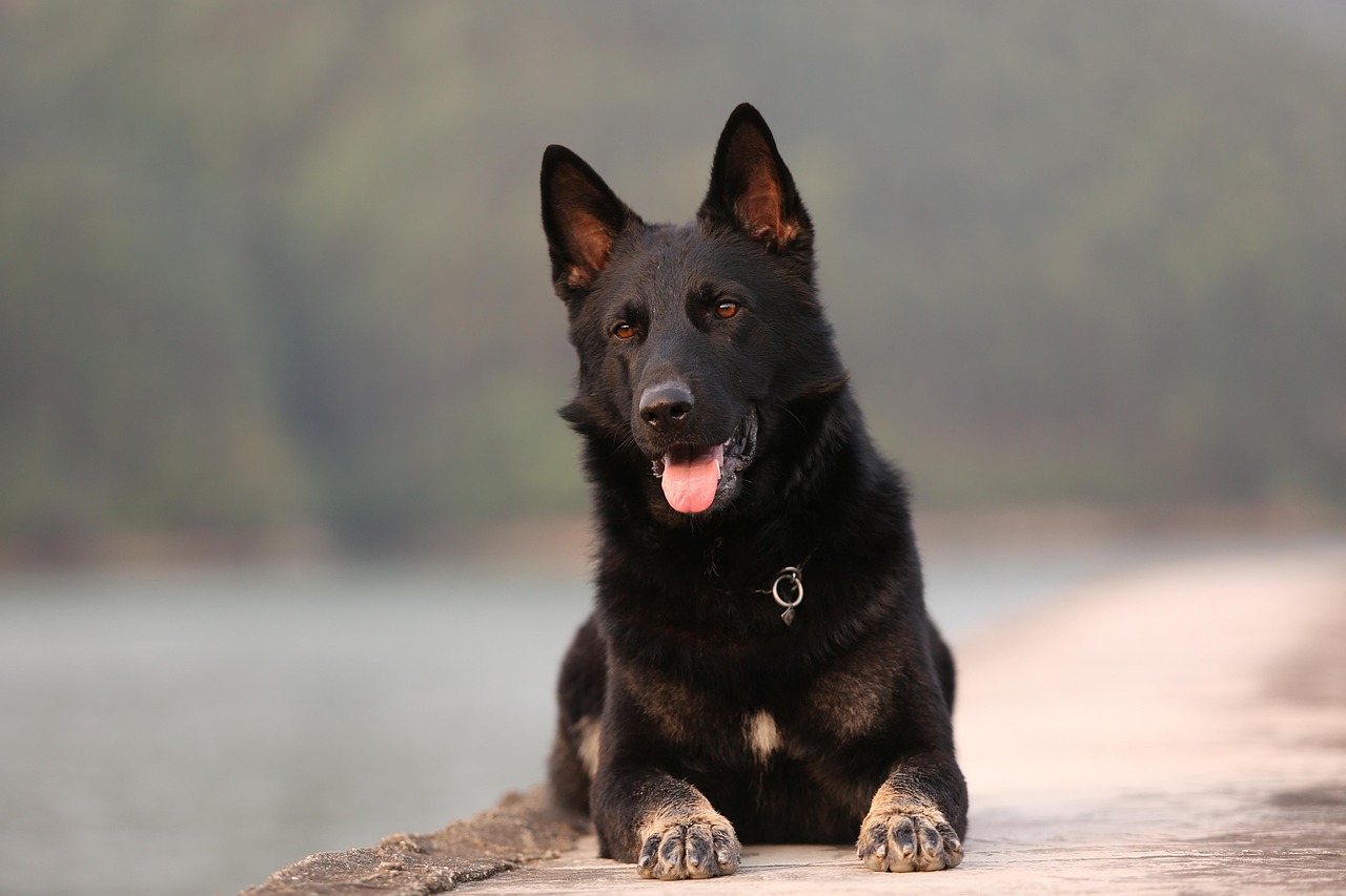 German Shepherd: The Overachieving Shedding Machine (Image Credits: Pixabay)