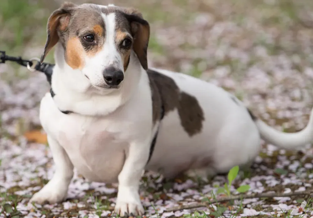 8. The Dachshund: The Long and Short of Comedy (Image Credits: Flickr)