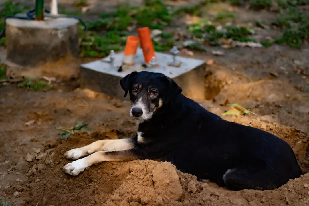 When Burying Signals Stress, Anxiety, or Boredom (Image Credits: Unsplash)