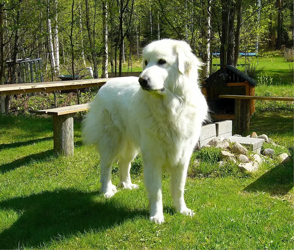 6. Great Pyrenees (Image Credits: Flickr)