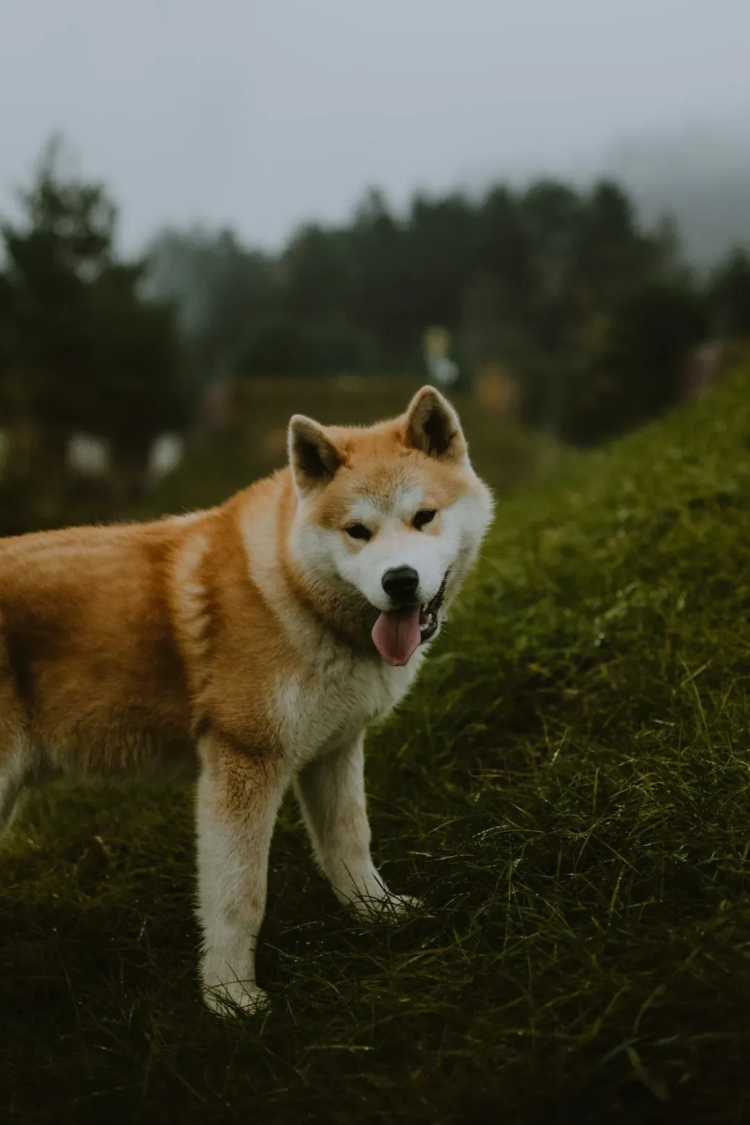 #12 - The Akita's "Unbroken Noble Lineage" Skips a Very Recent Rebuild (Image Credits: Unsplash)