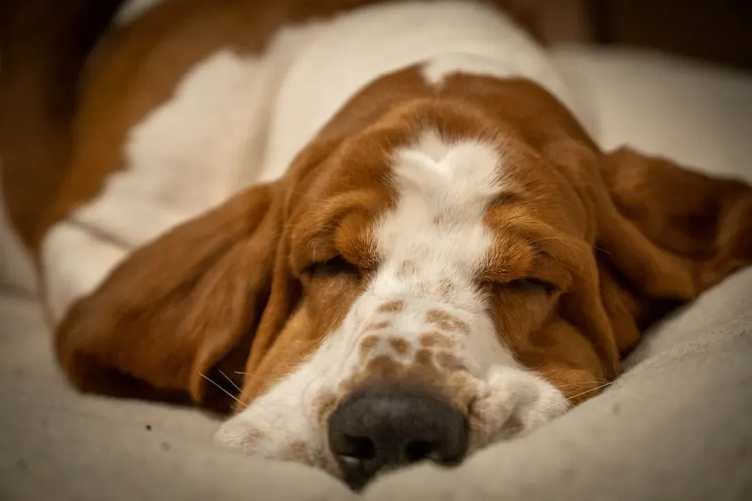 Basset Hound: The Laid-Back Lounger (Image Credits: Unsplash)