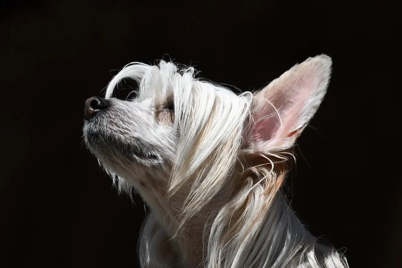 From Dogs to Devices: How This Research Is Inspiring New Tech (Image Credits: Pixabay)