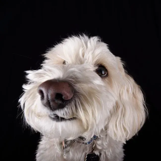 4. Poodle - The Thinker Who Bonds Through Respect, Not Dependence (Image Credits: Pexels)