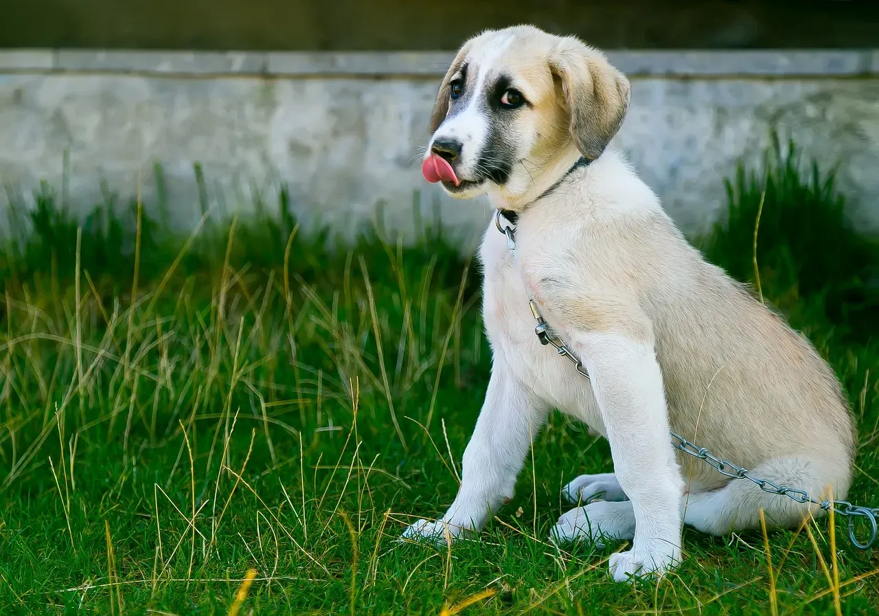 Conclusion: If Your Dog Acts Worried, Maybe You Should Listen (Image Credits: Pixabay)