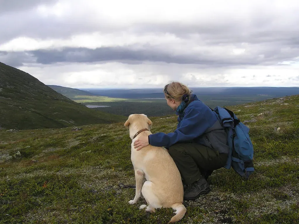 Labrador Retriever: The Joyful Companion Who Respects Boundaries (Image Credits: Flickr)