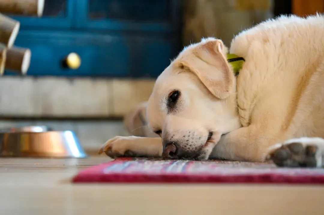 They've Lost Interest in Food - Even the Good Stuff (Image Credits: Unsplash)