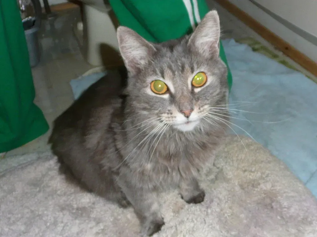 Emerging Legal Trends Across the Nation (Image Credits: Flickr)