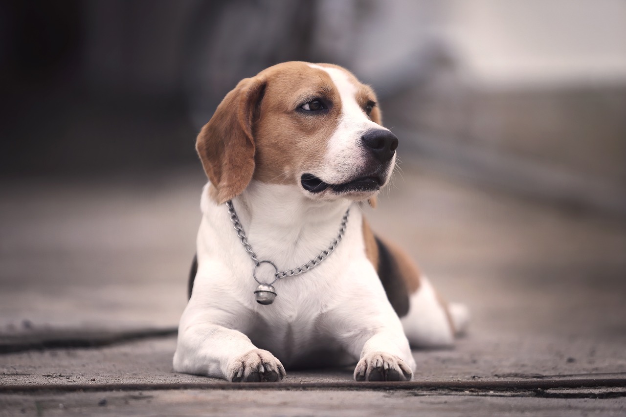 Libra Rising: The Social Beagle (Image Credits: Pixabay)