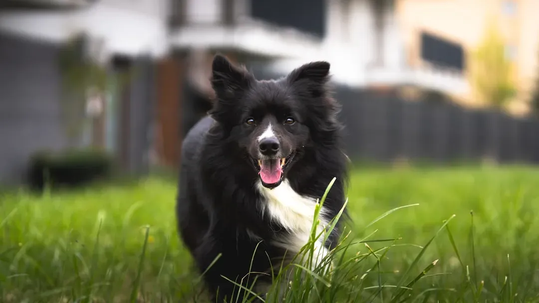 They Get Zoomies When You Come Home (Image Credits: Unsplash)