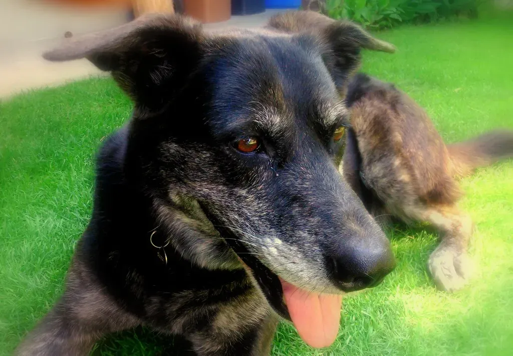 Conclusion: Every Snuggle Tells a Story (in hiatus, Flickr, CC BY 2.0)