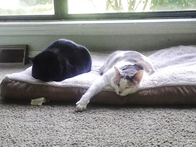 8. Bedtime Routine Wind-Down (By Aduncan2015, CC BY-SA 3.0)