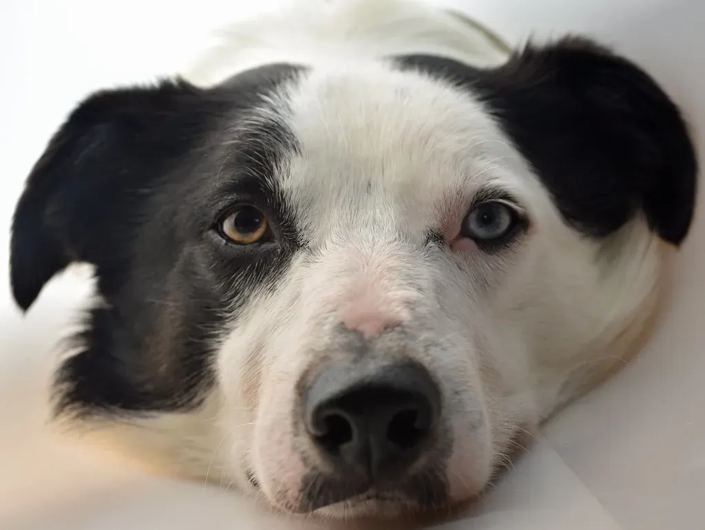 House Soiling Usually Signals Deeper Issues (Image Credits: Flickr)