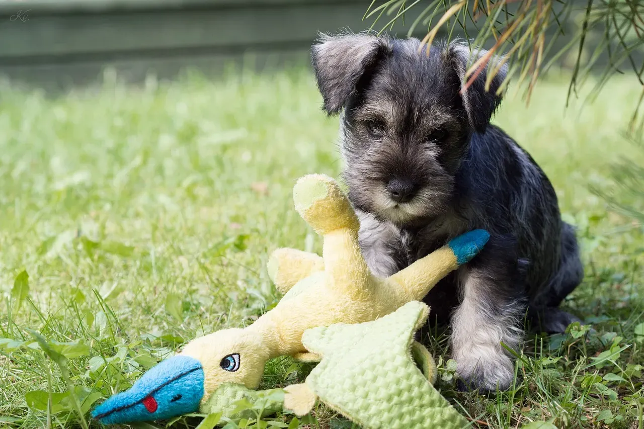 11. Miniature Schnauzer: The Eager-to-Please Overachiever (Image Credits: Pixabay)