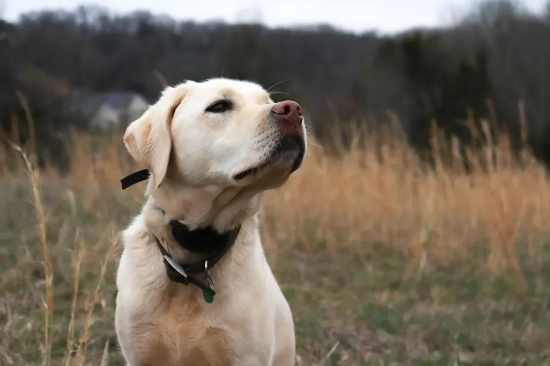 A Deep Connection to Southern Hunting Traditions (Image Credits: Unsplash)