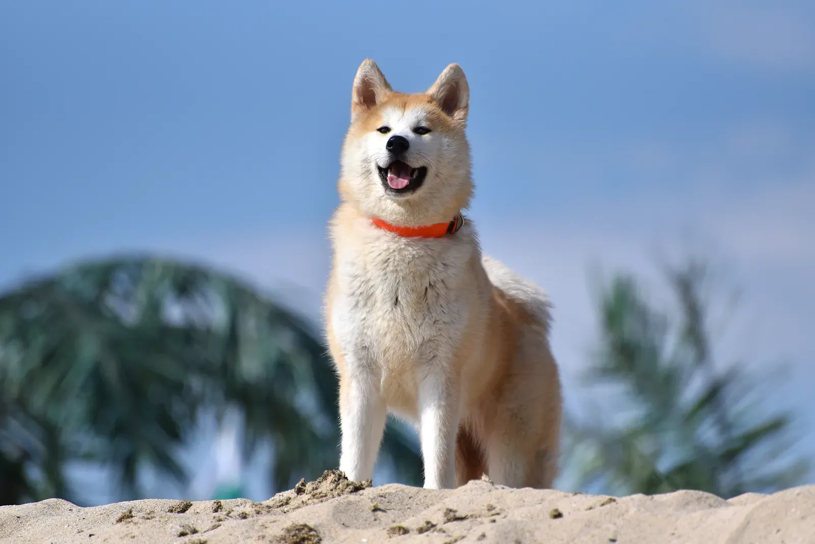 Akita (By Biser Yanev, CC BY-SA 4.0)