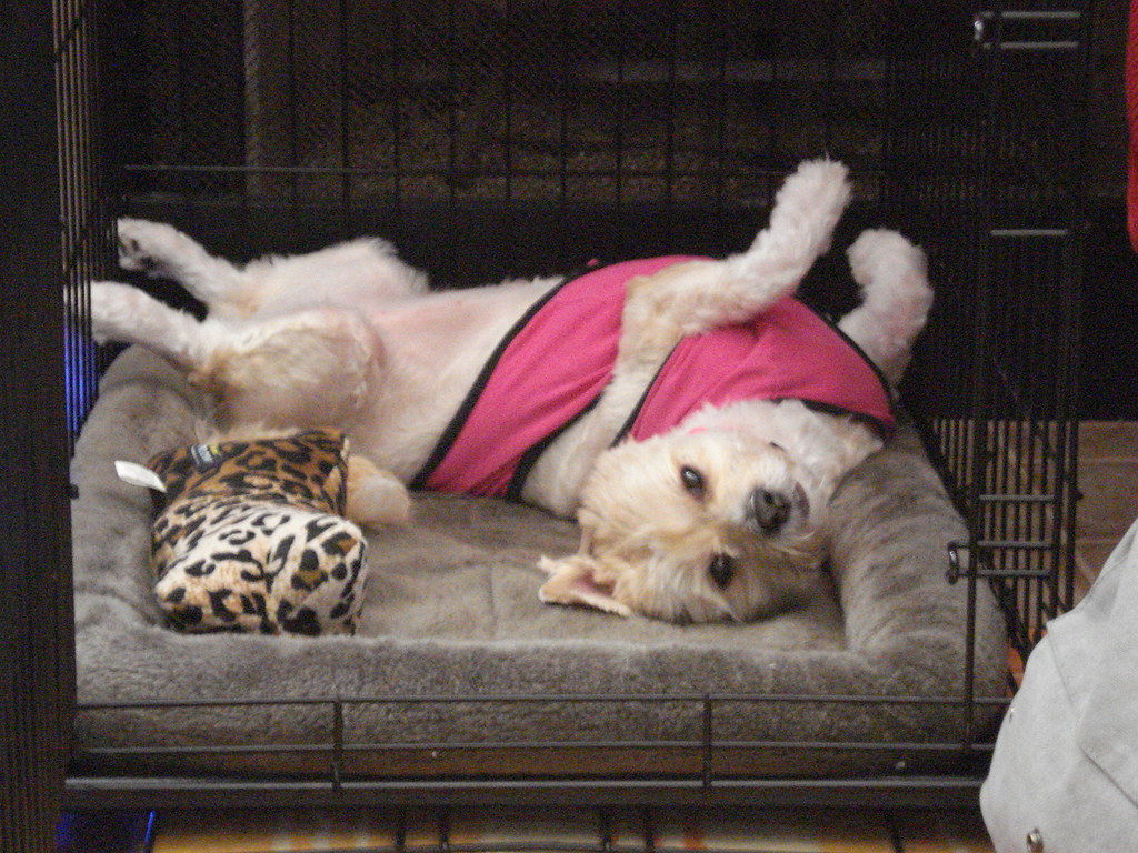 The Role of Crate Training (When Done Right) (Image Credits: Flickr)