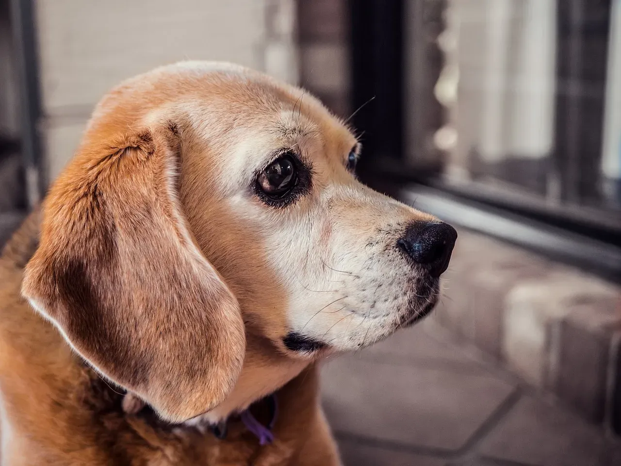 Beagle (Image Credits: Pixabay)