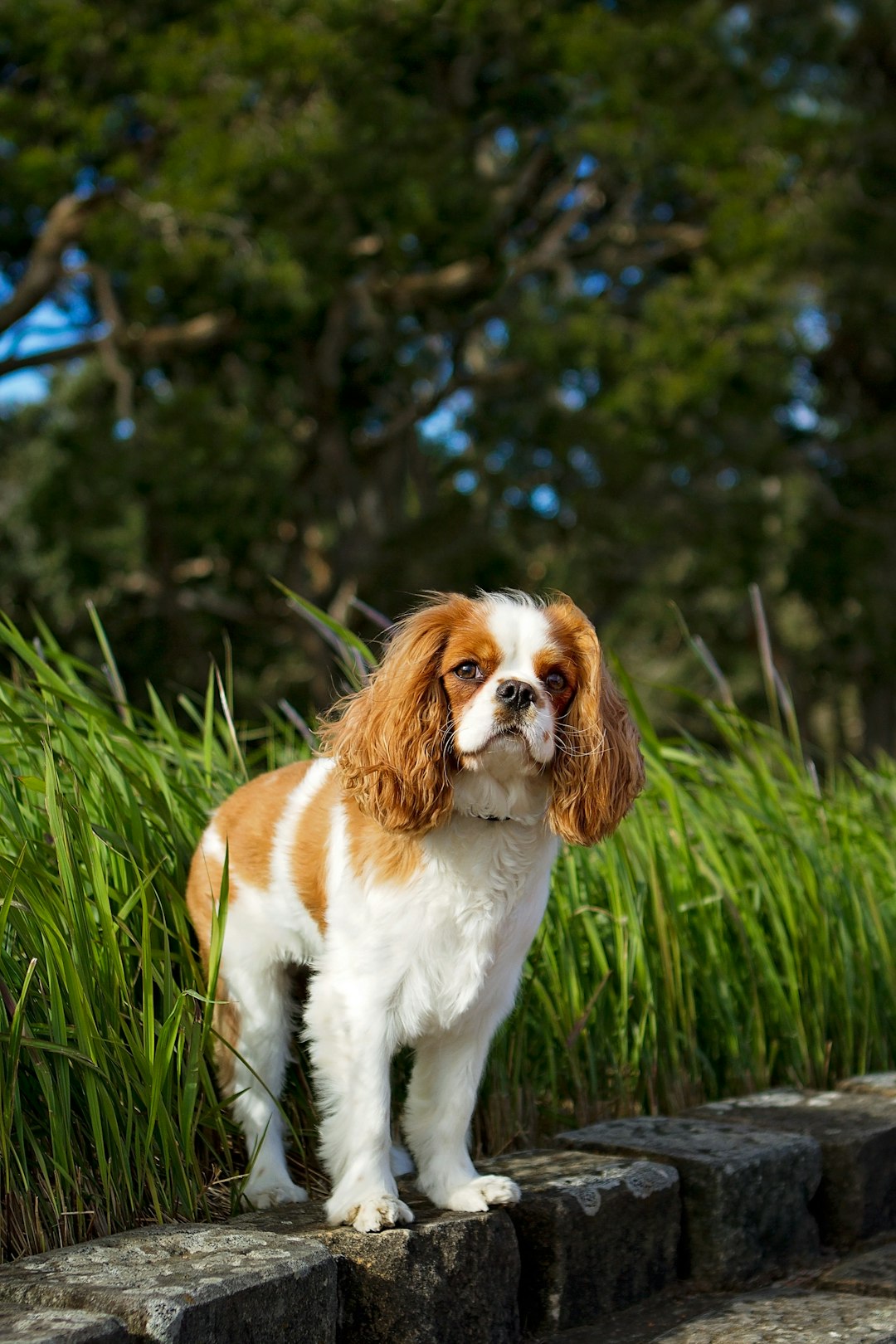Cavalier King Charles Spaniel (Image Credits: Unsplash)