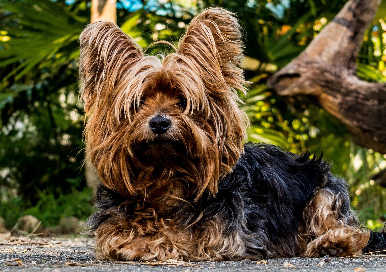 Yorkshire Terrier - The Small Dog with a Big Heart (Image Credits: Pixabay)