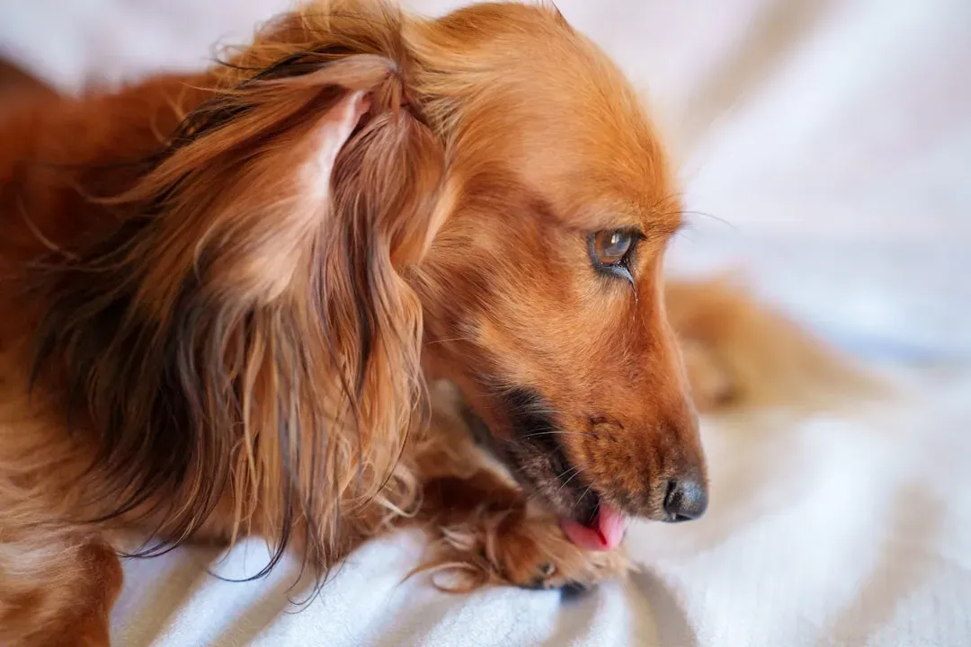 #5 - Context Is Everything: Social Licking vs. Food Licking (Image Credits: Unsplash)
