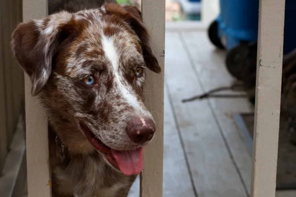 When the Behavior Signals Something Deeper: Signs to Watch For (Image Credits: Flickr)