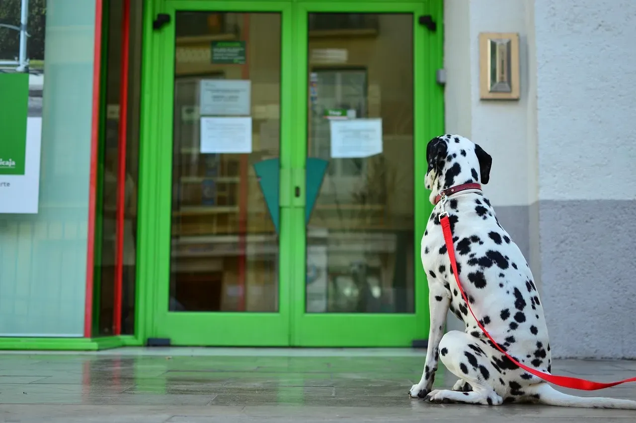 #2 - They Wait by the Door Way Longer Than You'd Guess (Image Credits: Pixabay)