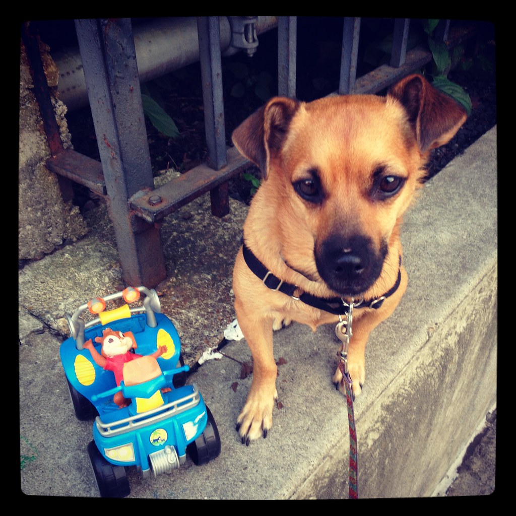 Using Punishment-Based Training Methods (Image Credits: Flickr)