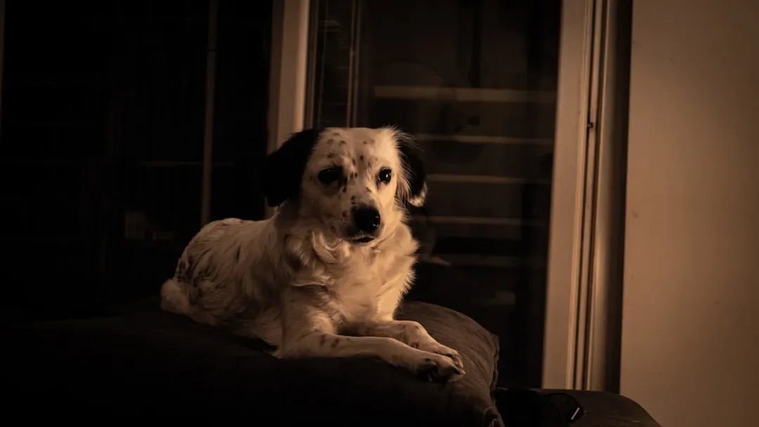 Living With a Moody Dog: Turning Challenge Into Connection (Image Credits: Unsplash)