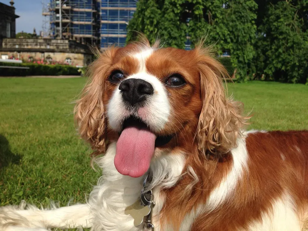 4. Cavalier King Charles Spaniel: The Royal Lapdog Who Wants to Love the Whole World (Glen Bowman, Flickr, CC BY 2.0)