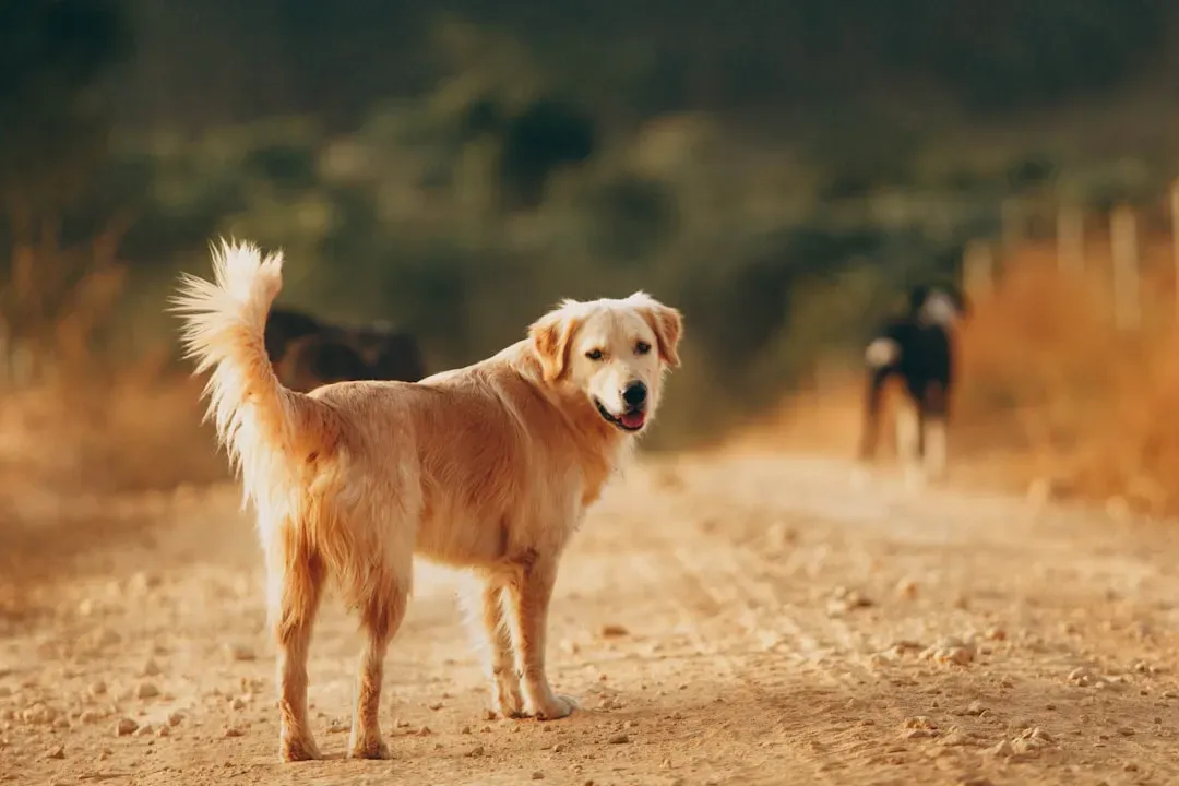 5. Your Dog Learns Where Your Boundaries Really Are (Image Credits: Unsplash)
