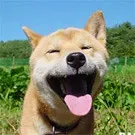 Their Face Tells a Thousand Stories (Image Credits: Flickr)